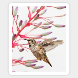 Young Allen's Hummingbird Sticker